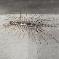 Japanese House Centipede thumbnail 2