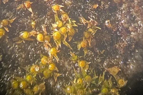 Micromitrium megalosporum
