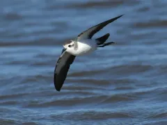 White-faced Storm-Petrel thumbnail 2