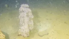 Flowery Carnation Coral thumbnail 3