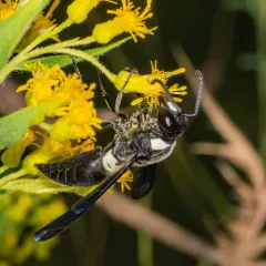 Four-toothed Mason Wasp thumbnail 3