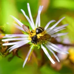 Andrena robervalensis thumbnail 2