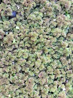 Azolla cristata thumbnail 2