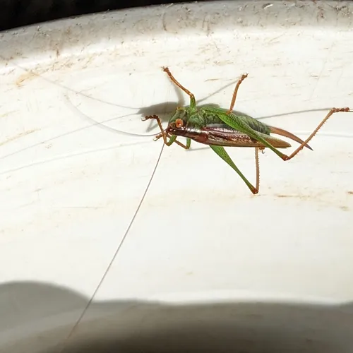 Lesser Pine Katydid