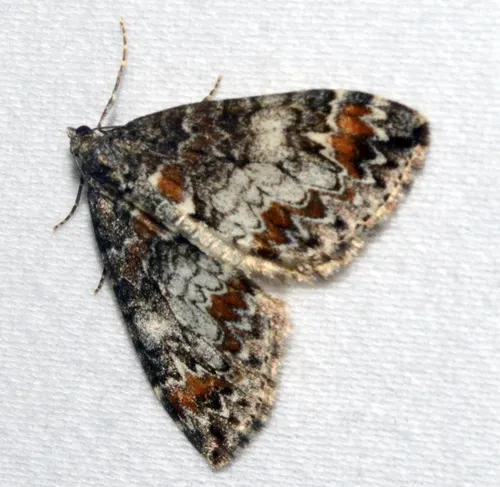 Marbled Carpet Moth