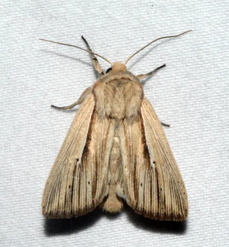 Many-lined Wainscot