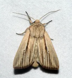 Many-lined Wainscot thumbnail 1