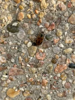 Dermestes signatus thumbnail 1