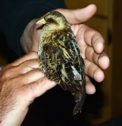 Yellow Rail thumbnail 4