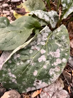 Hound's-Tongue Powdery Mildew thumbnail 3