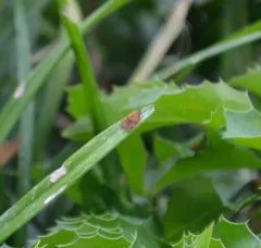 Carnation Tortrix thumbnail 4