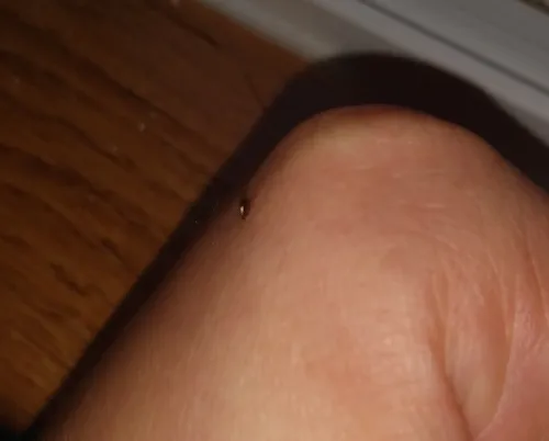 Cat Flea