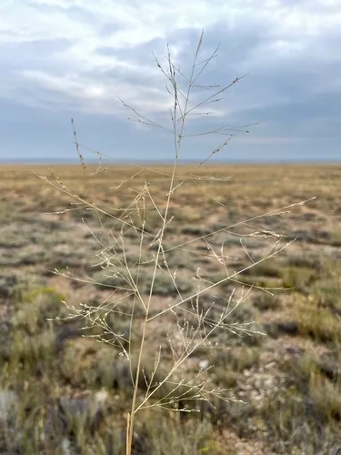 Alkali Sacaton