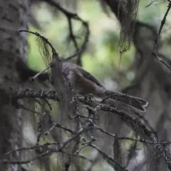 Boreal Chickadee thumbnail 4