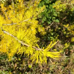 subalpine larch thumbnail 3