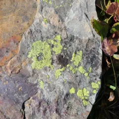 yellow map lichen thumbnail 4