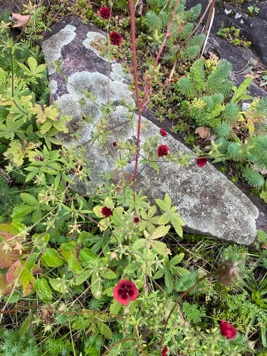 Nepalese cinquefoil