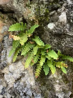 Rocky Mountain Polypody thumbnail 1