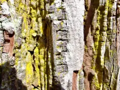 Common Gold-dust thumbnail 2