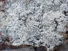 Frost's Medallion Lichen thumbnail 3