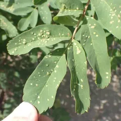Rowan blister mite thumbnail 1