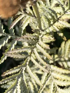 Golovinomyces macrocarpus thumbnail 4