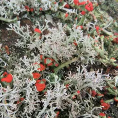 Red-fruited Pixie Cup thumbnail 4