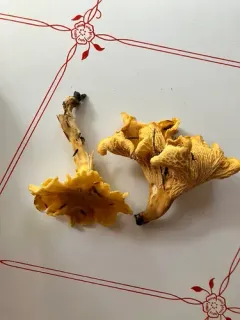 Cantharellus camphoratus thumbnail 3