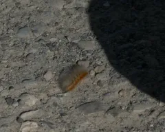Estigmene albida thumbnail 3