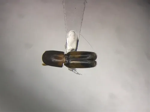 Yellow-vested Timber Beetle