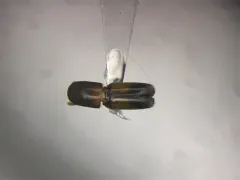 Yellow-vested Timber Beetle thumbnail 1