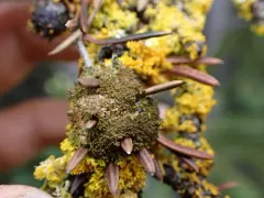 Arboreal Urn Lichen thumbnail 4