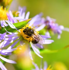 Aster Cellophane Bee thumbnail 1