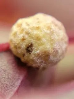 Diplolepis nebulosa thumbnail 2