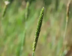 Tufted Foxtail thumbnail 1
