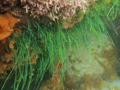 Chaetomorpha melagonium thumbnail 4