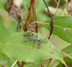 Platylabus clarus thumbnail 3