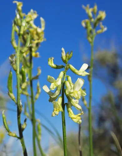 Leiberg's Milkvetch