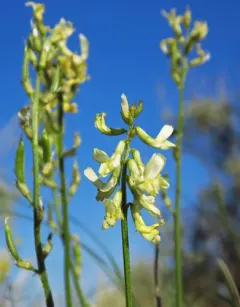 Leiberg's Milkvetch thumbnail 1