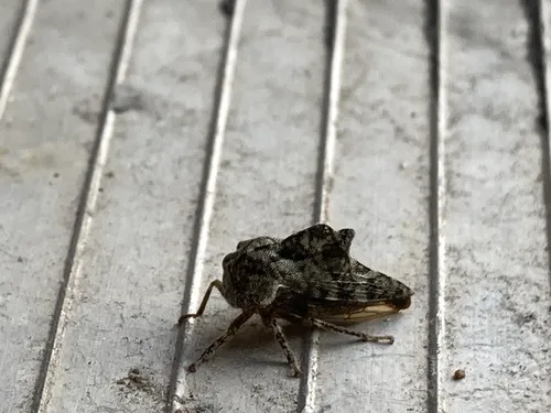Telamona dubiosa