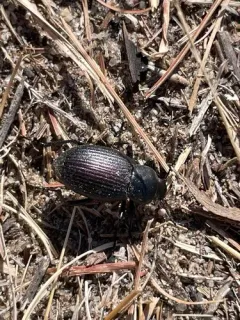 Eleodes carbonaria thumbnail 2