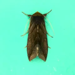 Unspotted Looper Moth thumbnail 4