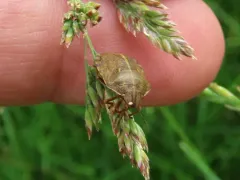 Eurygaster alternata thumbnail 3