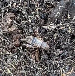 Spotted Ground Cricket thumbnail 1