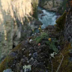 Yukon Goldenweed thumbnail 2
