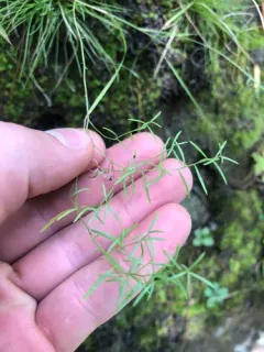 slender pinweed thumbnail 2
