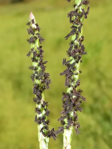 knot grass