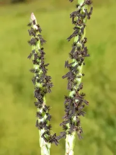 knot grass thumbnail 1