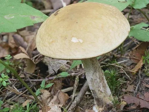 Leccinellum luteum