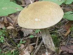 Leccinellum luteum thumbnail 1